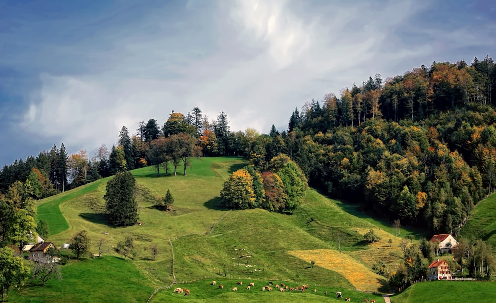 landscape photography of houses near the hill with trees