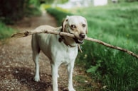 A light-colored dog, possibly a Labrador Retriever, stands on a dirt path holding a large stick in its mouth. The path is surrounded by lush green grass and trees, creating a natural, serene setting.
