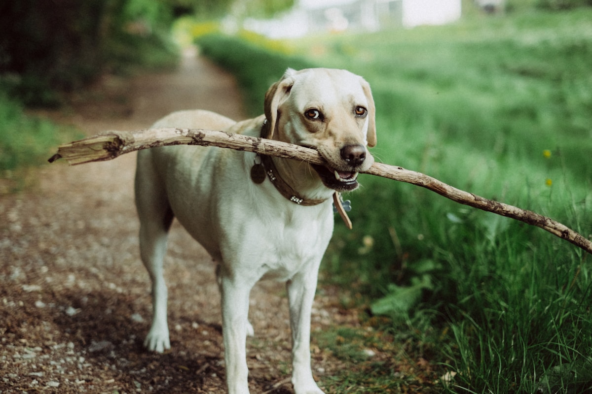 Adventure walks image background image
