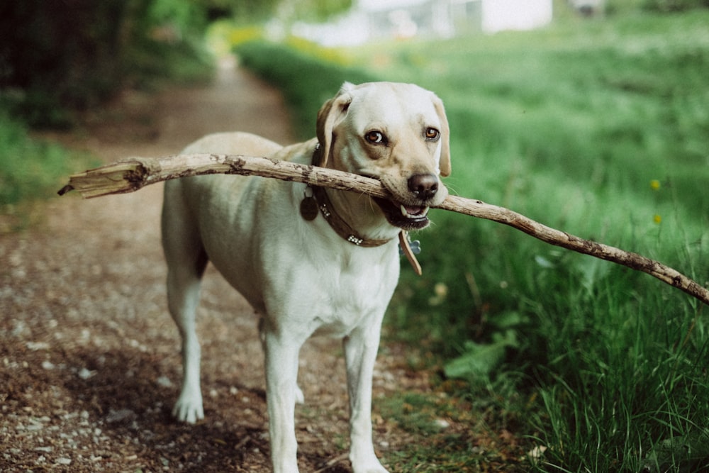 short-coated dog biting stick