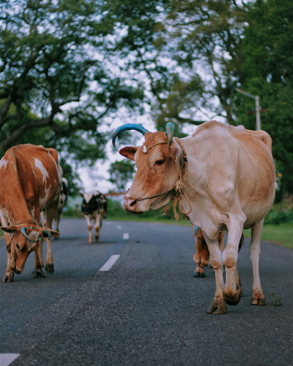 duas vacas marrons caminhando perto de árvores de folhas verdes