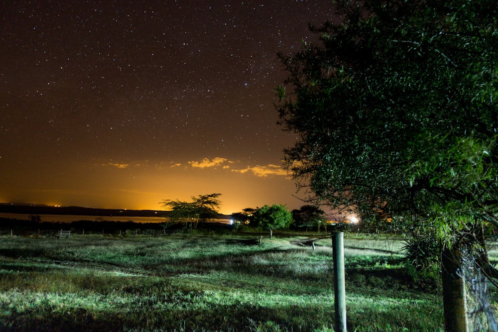 green leaf tree and green grass field under orange sky