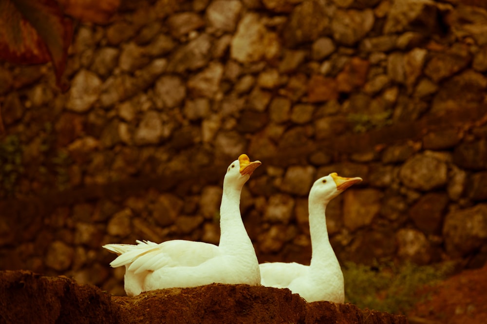 shallow focus photography of two geese sitting next to each other