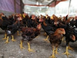 Wide shot of spacious chicken coops with natural light.