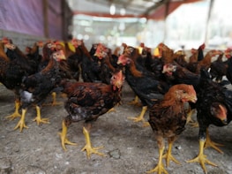 A group of chickens with reddish-brown and black feathers and yellow legs standing on a dirt floor inside a large, airy coop. The background shows other chickens and hints of a muted rural setting with soft lighting.