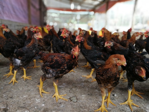 A spacious poultry barn with healthy birds roaming inside.