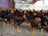 A group of chickens with reddish-brown and black feathers and yellow legs standing on a dirt floor inside a large, airy coop. The background shows other chickens and hints of a muted rural setting with soft lighting.
