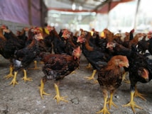 A group of chickens with reddish-brown and black feathers and yellow legs standing on a dirt floor inside a large, airy coop. The background shows other chickens and hints of a muted rural setting with soft lighting.