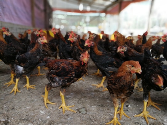 A group of chickens with reddish-brown and black feathers and yellow legs standing on a dirt floor inside a large, airy coop. The background shows other chickens and hints of a muted rural setting with soft lighting.