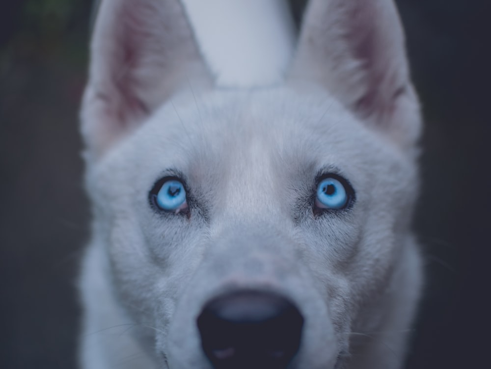 chien blanc à poil court