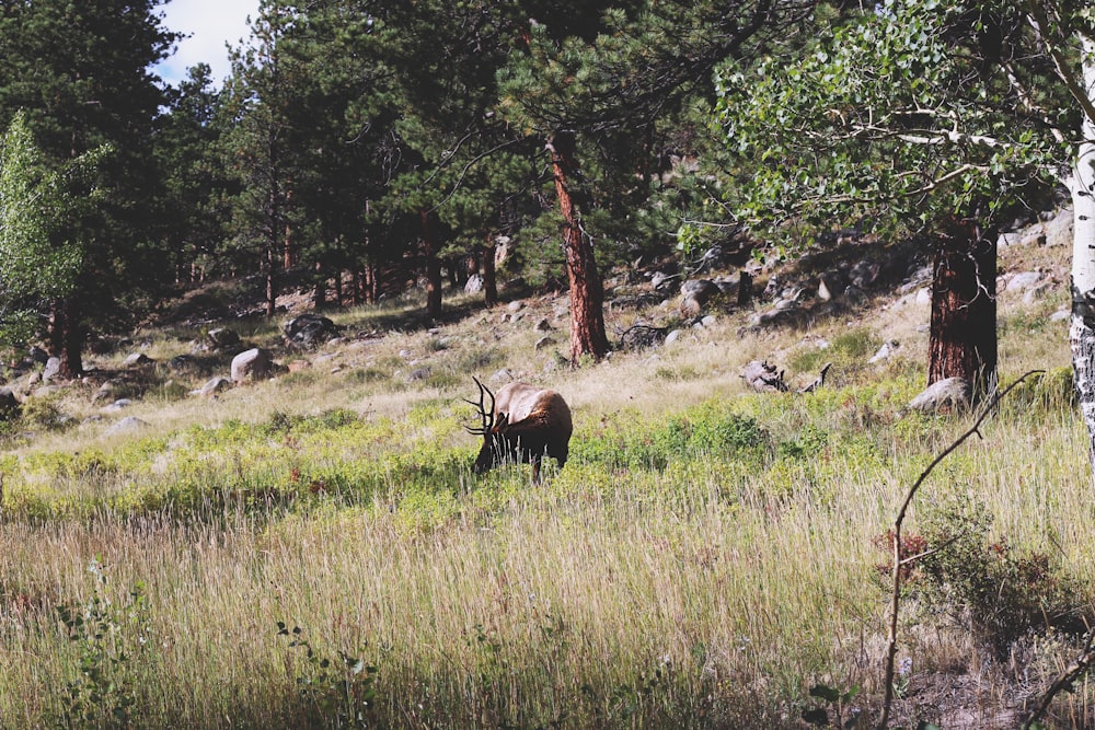 deer eating grasses near tree during daytime