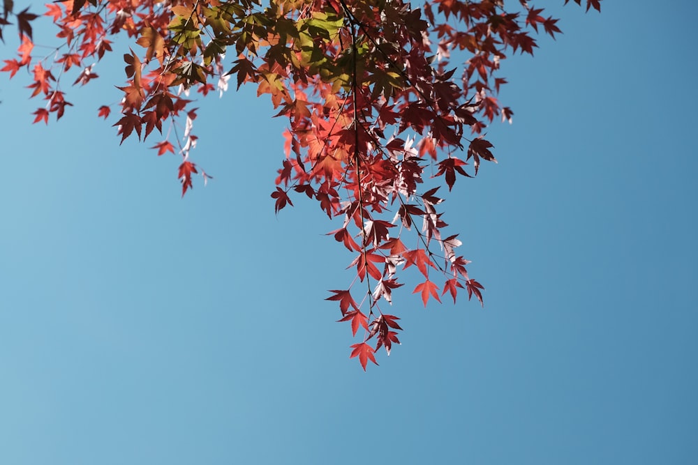 푸른 하늘 아래 단풍나무 잎 나무의 낮은 각도 사진