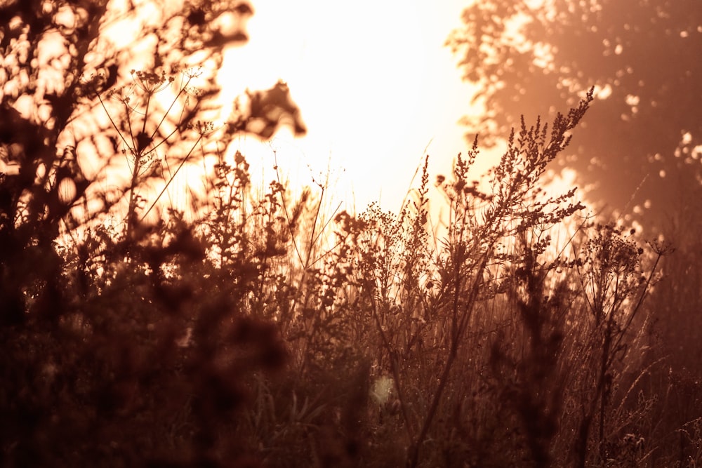 green grass during golden hour