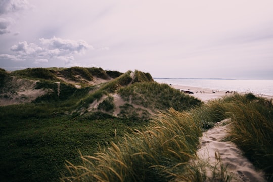 mountain covered by grass beside the seashore in Blokhus Denmark