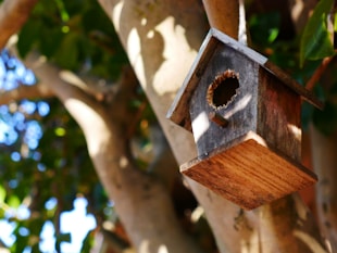 A sleek solar-powered birdhouse with a built-in HD camera perched on a leafy garden branch.