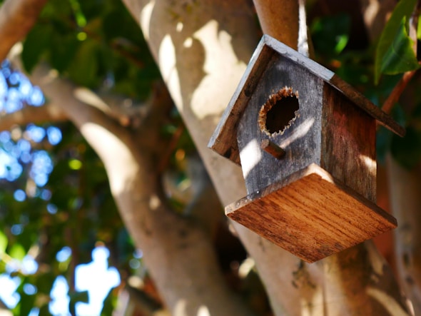 A sleek solar-powered birdhouse with a built-in HD camera perched on a leafy garden branch.