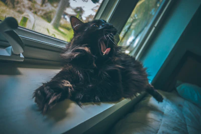 A playful cat stretching on a cozy windowsill with soft morning light.