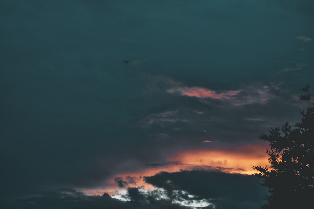 silhouette of trees under black sky