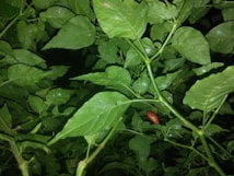 Vibrant green leaves fill the scene, interspersed with a small red pepper. The foliage appears dense, with water droplets visible on the leaves, suggesting a recent rain or watering.