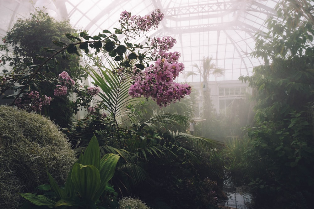 pink flower plant with mists surrounded by green plants