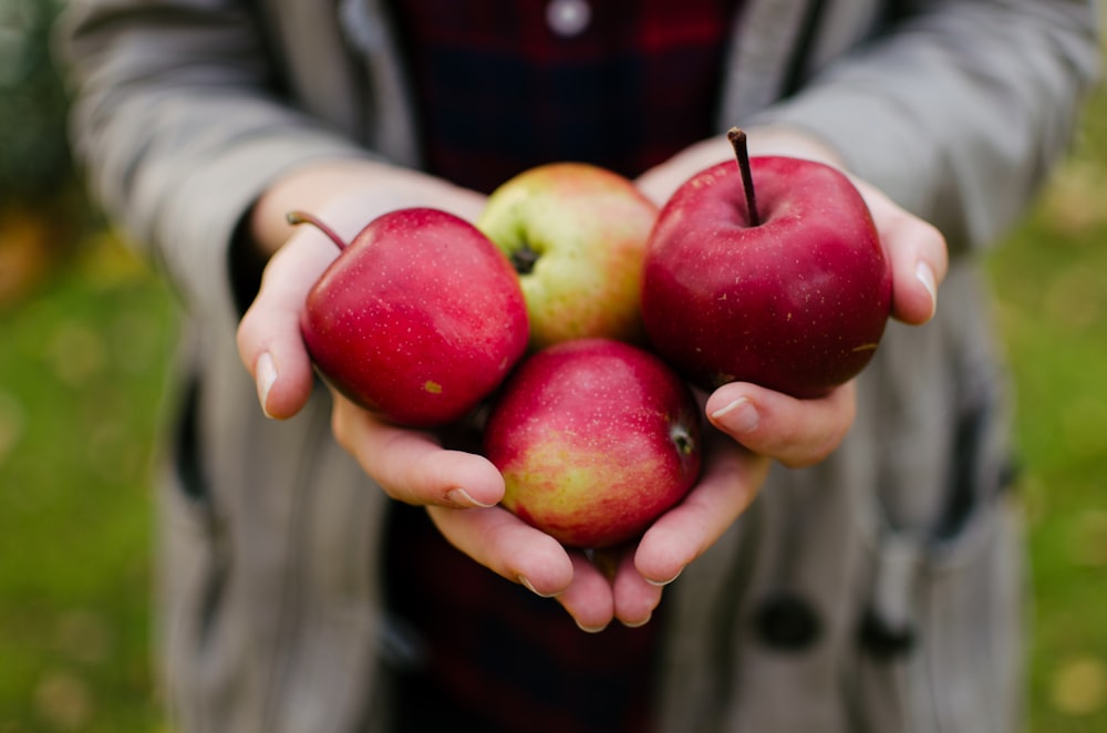 personne tenant quatre pommes rouges