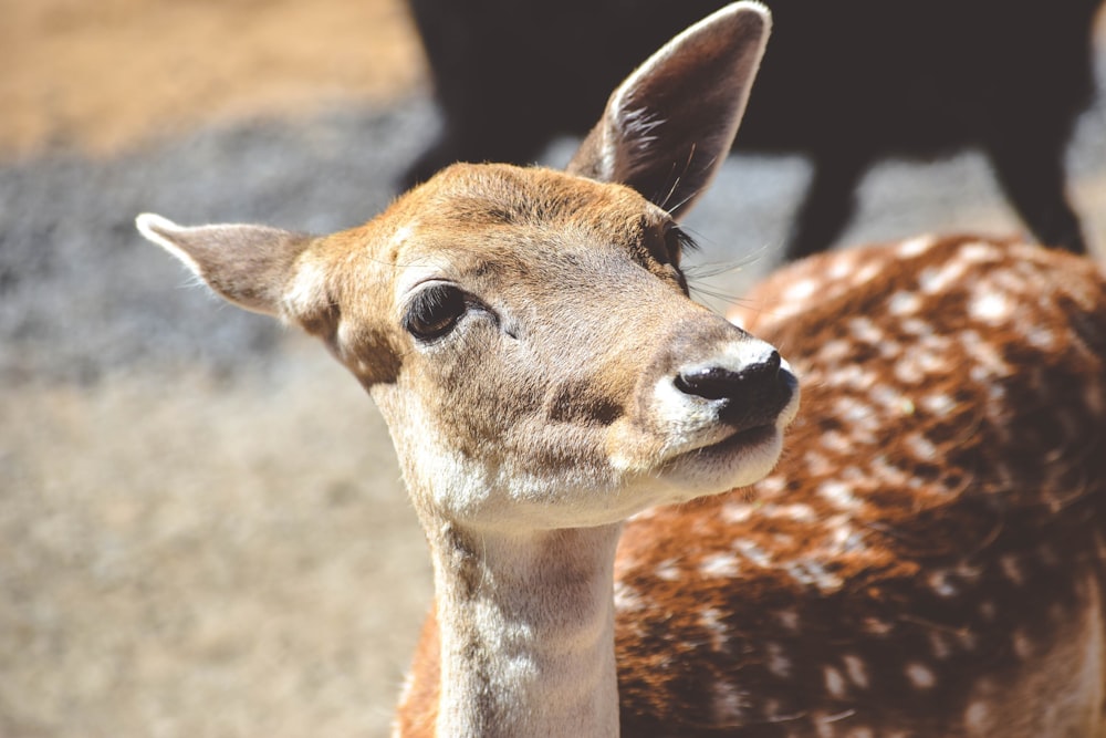 brown fawn