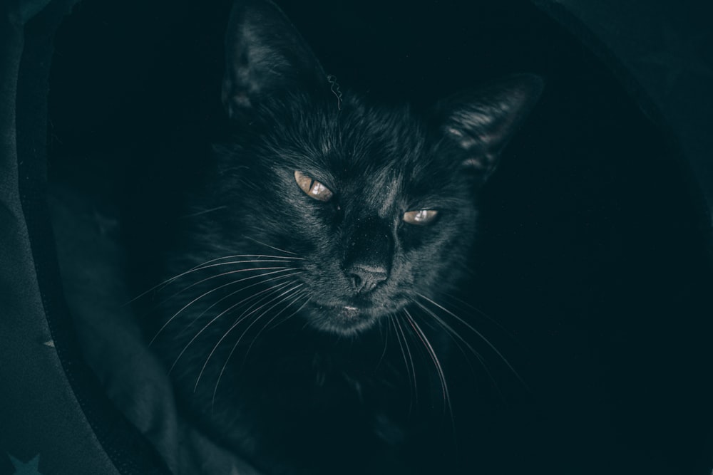 black cat