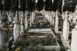 A cemetery filled with numerous tombstones and graves, adorned with colorful flowers and greenery. The headstones are arranged in rows, with some showing visible inscriptions. Tall, dark trees surround the area, adding a solemn and serene atmosphere.
