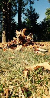 A playful beagle mid-leap over a patch of colorful autumn leaves in a park.