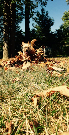 A playful puppy chasing autumn leaves in a colorful forest setting.