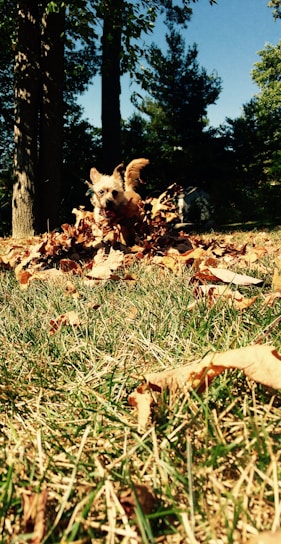 A playful goldendoodle puppy chasing autumn leaves in a sunny backyard.