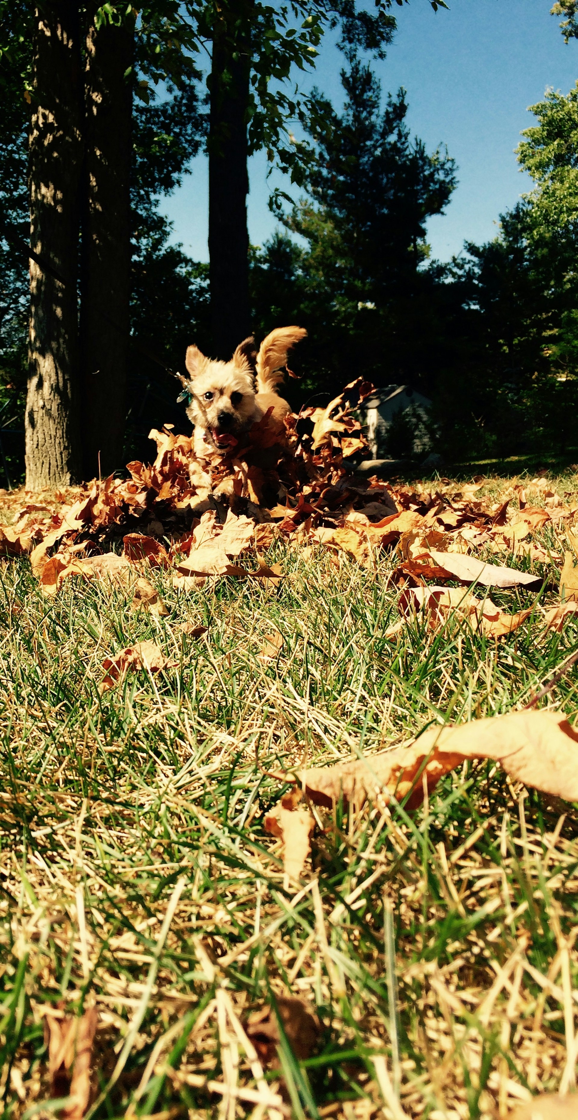 A joyful Jack Russell leaping through autumn leaves with a big smile on its face.