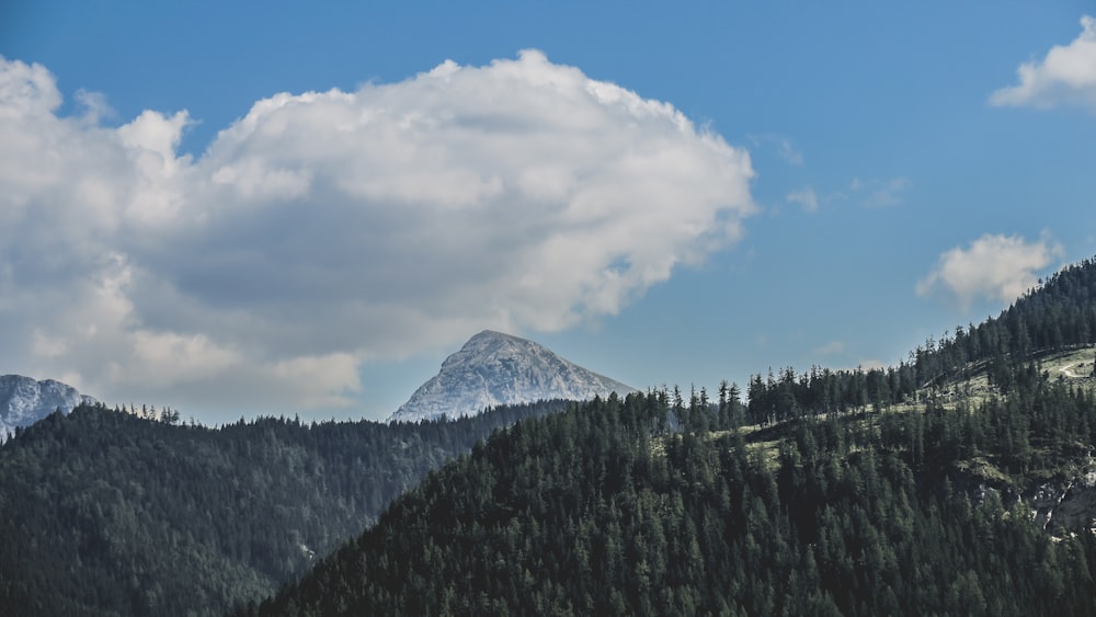 tall green trees within mountain range during daytime