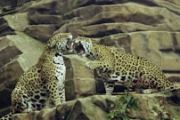 two leopard on brown rock