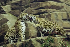 two leopard on brown rock