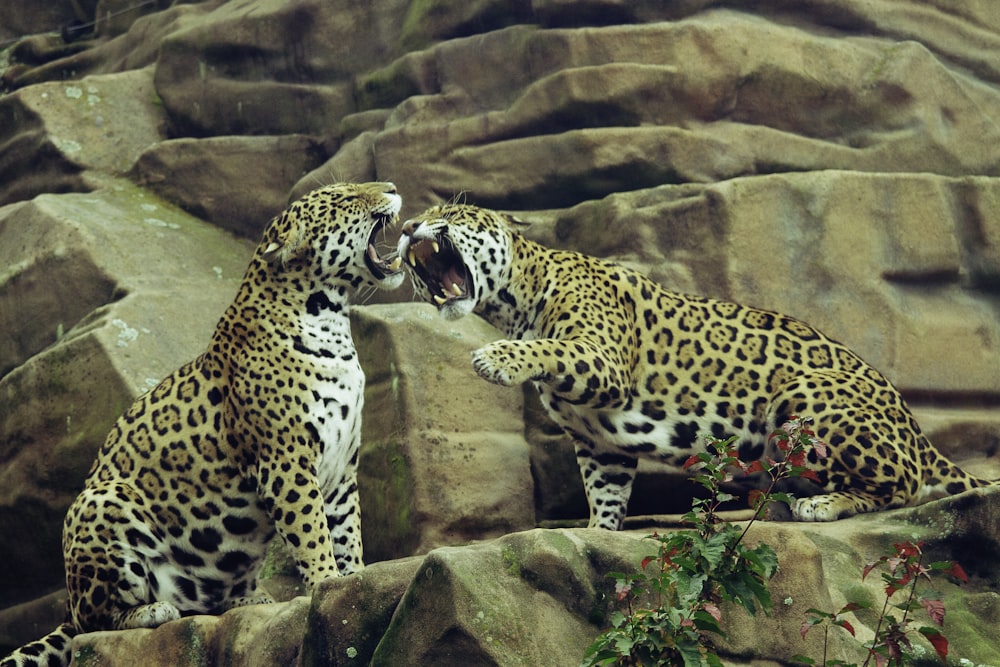 Zwei Leoparden auf braunem Felsen