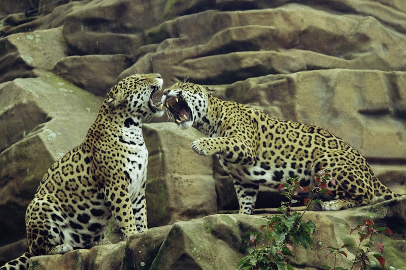 Leopards embodying passion and elegance