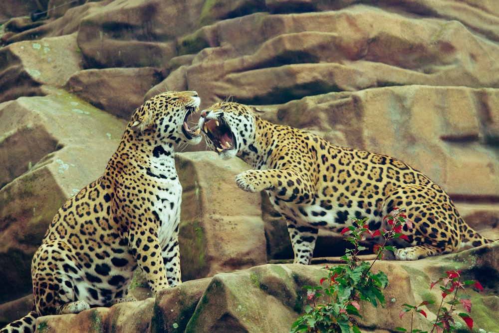 two leopard on brown rock