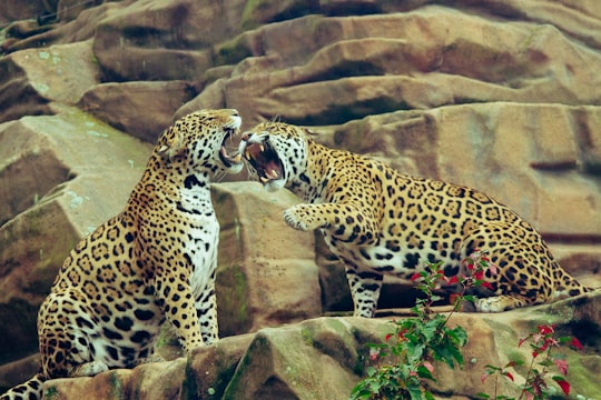 two leopard on brown rock in Eskilstuna Parken Zoo Sweden