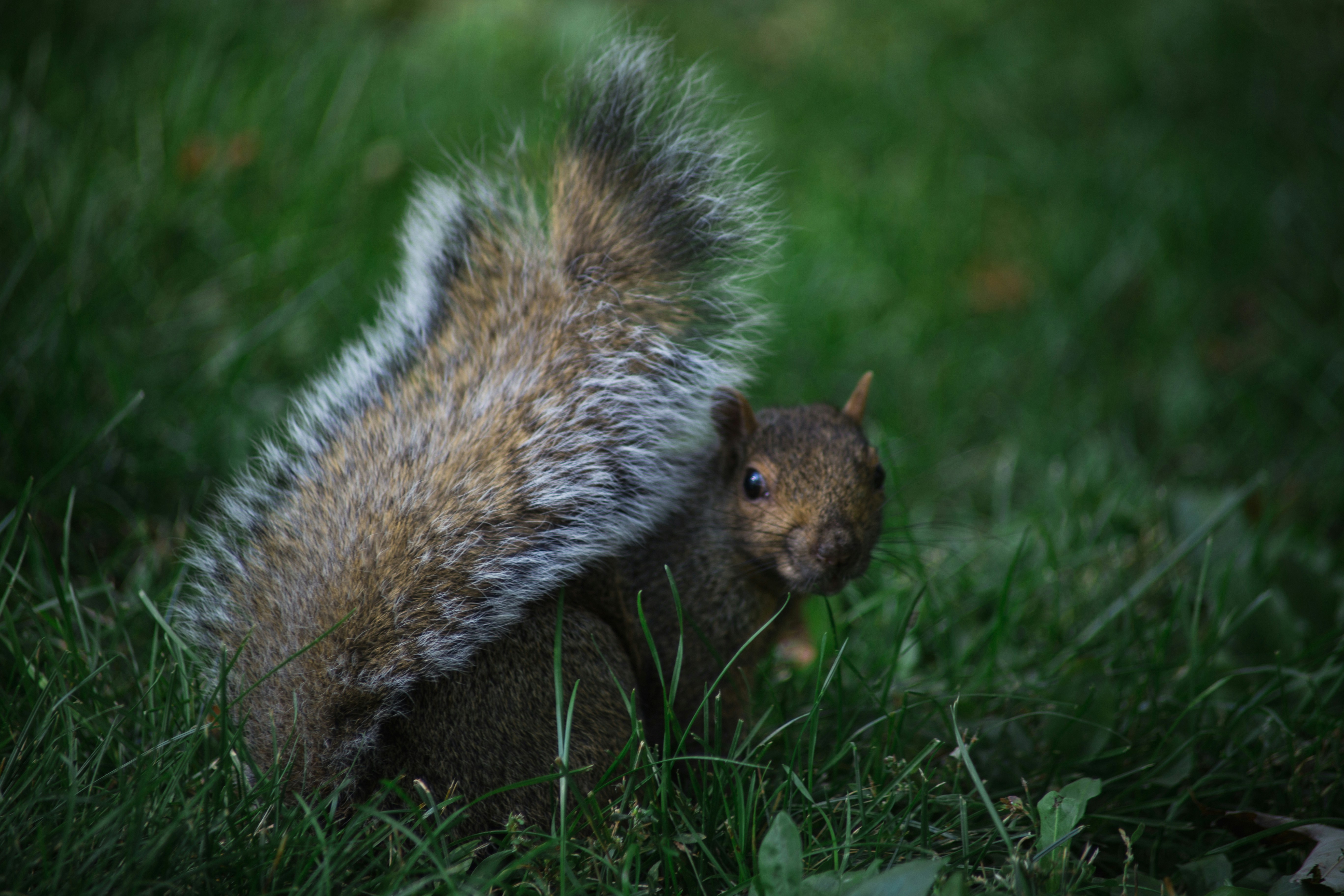 shallow focus photography of squirrel fauna teams background