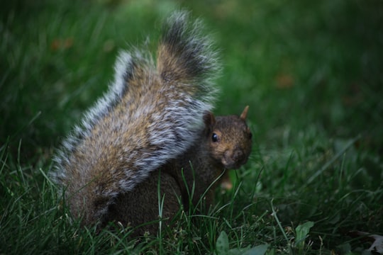 shallow focus photography of squirrel in La Fontaine Park Canada