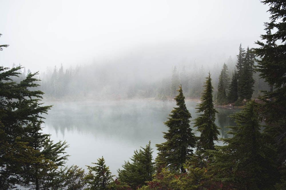 green trees by the lake during daytime