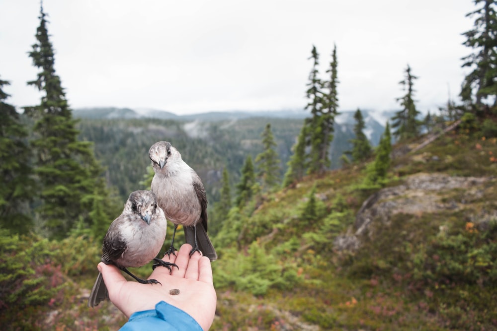 person holding two gray birds during daytime