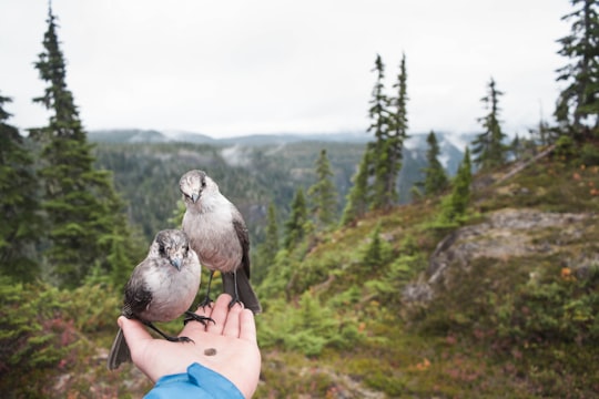 person holding two gray birds during daytime in Strathcona-Westmin Provincial Park Canada