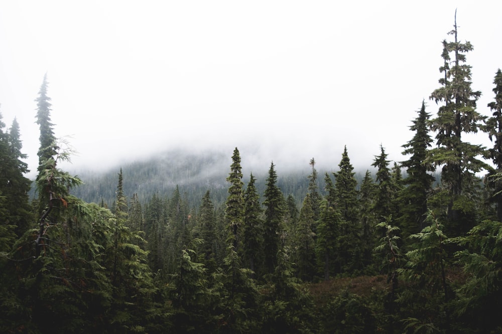 Floresta em montanhas sob céu nublado durante o dia