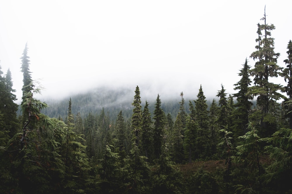 forêt dans les montagnes sous ciel nuageux pendant la journée