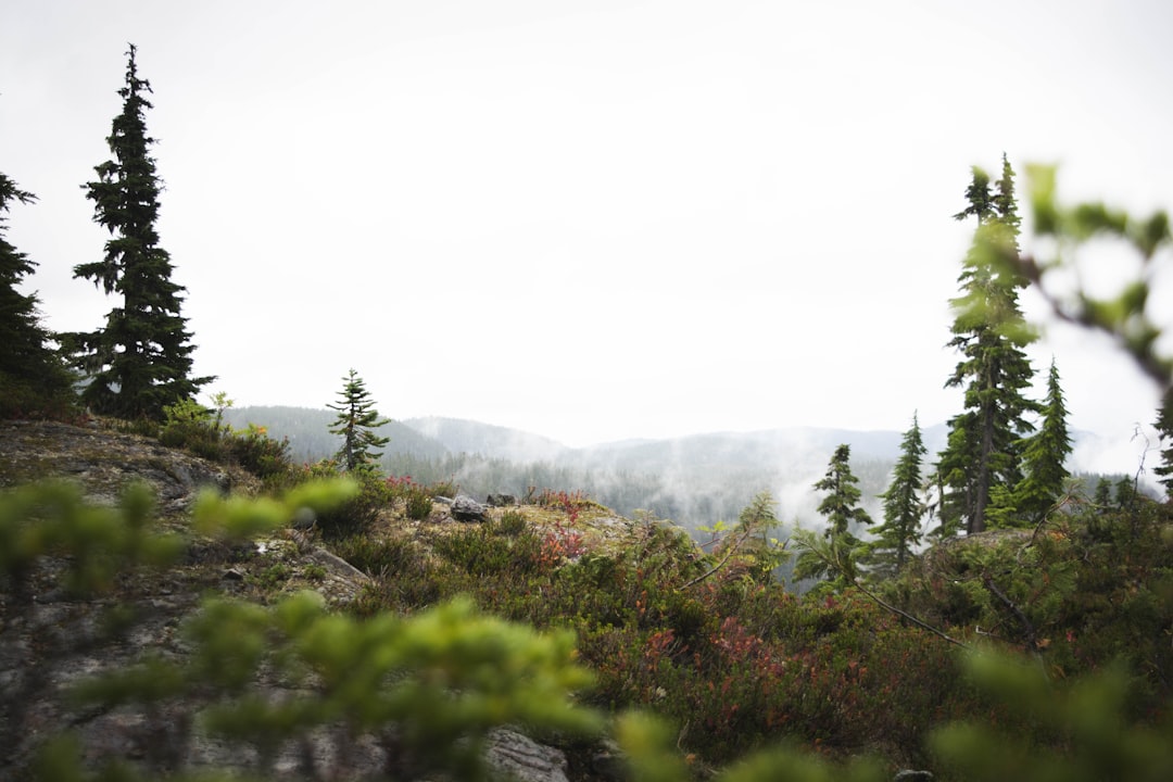 Tropical and subtropical coniferous forests photo spot Strathcona-Westmin Provincial Park Canada