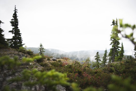 tilt shift photography of trees on hill at daytime in Strathcona-Westmin Provincial Park Canada