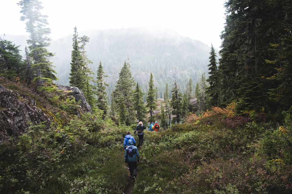 people walking between green trees during daytime