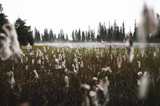 shallow focus photography of white leafed plants during day time in Strathcona-Westmin Provincial Park Canada